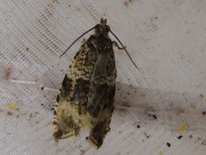 Copie de DSC08709.JPG