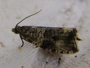 Copie de DSC08710.JPG