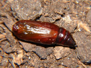 DSC01001.JPG