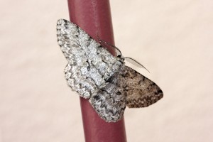 Peribatodes romboidarappc-1846.jpg