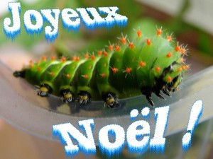 Joyeux Noël.JPG