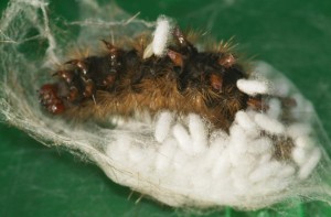 parasitée... 2p.JPG