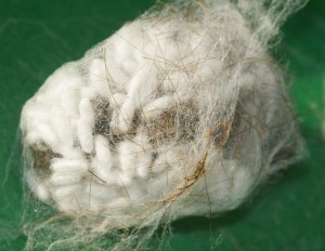 parasitée... 1p.JPG