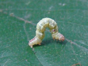 1 cm phalempin.JPG