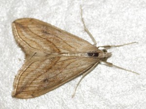 Evergestis forficalis 2010.05.08 (1p).jpg