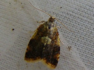 0.8 cm.JPG