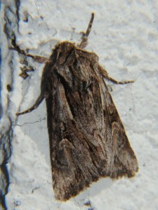 DSC01157.JPG