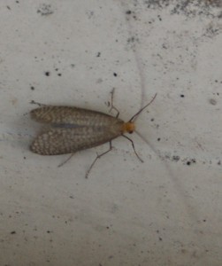 Adelidae Nematopogon sp (p).jpg