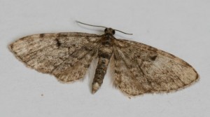 Copie de IMG_3146.jpg