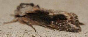 Egira conspicillaris 2010.05.08 (7p).jpg