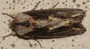Egira conspicillaris 2010.05.08 (8p).jpg