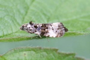 Copie de IMG_3075.jpg