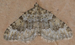 3733 Geometridae larentiinae, Nebula salicata, f ablutaria Nébuleuse commune 2010.04.20 (5p).jpg