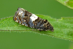 P1020448 a.jpg
