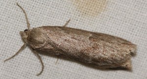 3989 Geo Pachycnemia hippocastanaria La Callunaire, la Pachycnémie des Callunes (3p).jpg