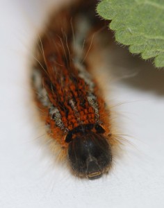 Malacosoma franconica... trouvé le 2010.05.13 (3p tête).jpg