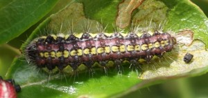 Aglaope infausta 2010.05.13 (6p).jpg