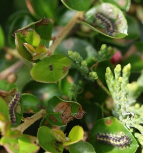 Aglaope infausta x 3 sur cotoneaster horizontalis 2010.05.13 (7p).jpg