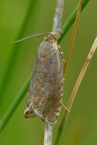 P1020657 a.jpg