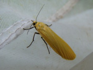 DSC09226.JPG