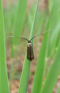 l-pido_bronze_--St_Jeoire-.jpg