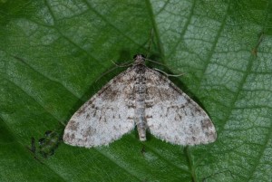 DSC_2327.JPG