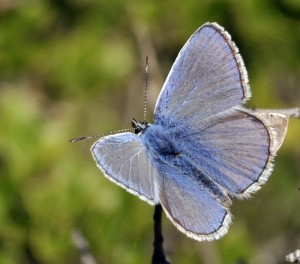 Plebejus argus- Le petit argus (9).JPG