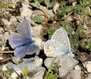 Plebejus argus- Le petit argus (5)bis..jpg