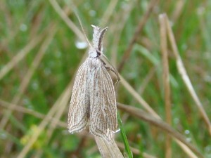 Naussac (48).Réduite.jpg