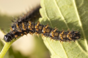 Che.Nymphalis polychloros.ppc-1978.jpg