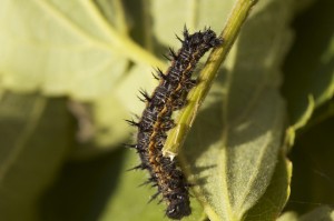 Che.Nymphalis polychloros.ppc-1979.jpg