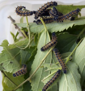 Che.Nymphalis polychloros.ppc-1983.jpg