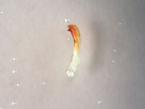 DSCN6153.JPG