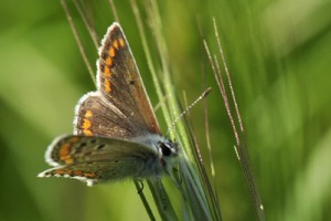 Argus Brun ( aricia agesti ) (25)C..jpg