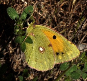 Le Fluoré - Colias alfacariensis - 1 (6)C..jpg