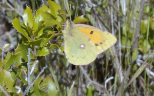 Le Fluoré - Colias alfacariensis - 1 (7).jpg