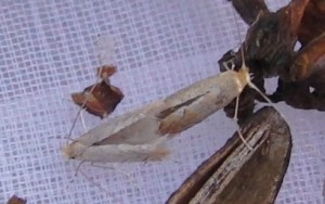 micro accouplement 2010.05.17 (1p).jpg