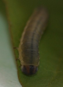 chenille lilas marron 2010.05.17 (2têtep).jpg