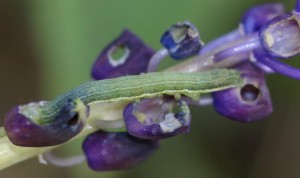 chenille sur fleur violette terrain bas 2010.05.17 (4p).jpg