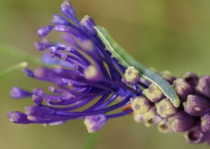 chenille sur fleur violette terrain bas 2010.05.13 (2p).jpg