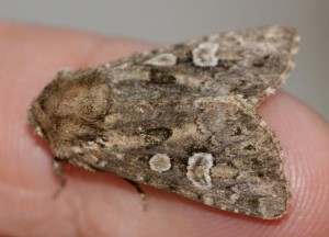 Thalpophila matura... doutes 2010.05.19 (3pt).JPG