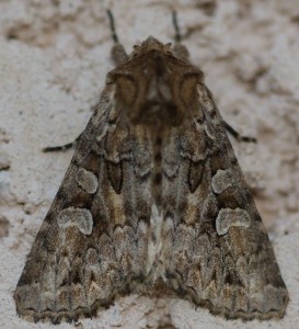 Thalpophila matura...doutes  2010.05.19 (1pt).JPG