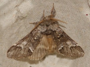 4149 Notodontidae notodontinae Drymonia dodonaea Triple tache 2010.05.18 (5pt).JPG