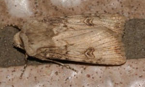Lithophane... 2010.05.18 (1pt).JPG