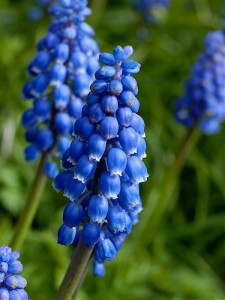 muscari_armeniacum_328.jpg