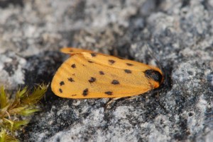 DSC_2362.JPG