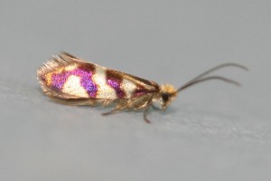 Copie de IMG_3722.jpg