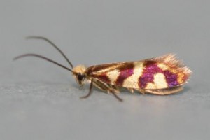 Copie de IMG_3729.jpg
