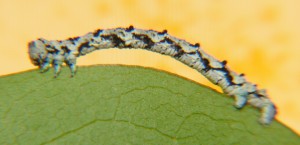 DSC01369.JPG