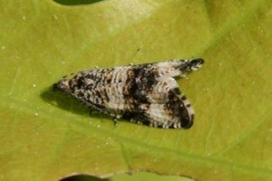 Copie de IMG_3657.jpg